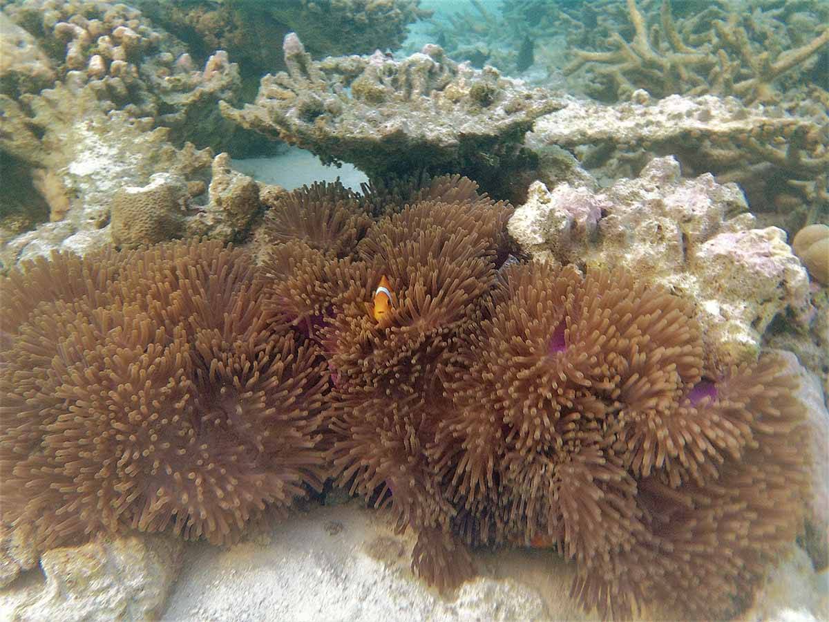 Anemonenfisch. Foto: Ronald Keusch