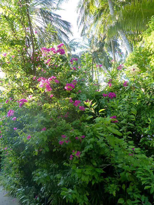 Vilamendhoo: Das breite, langgezogene Eiland ist durch eine dichte Vegetation geprägt. Foto: Ronald Keusch