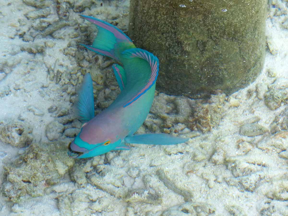 Papageienfisch. Foto: Ronald Keusch