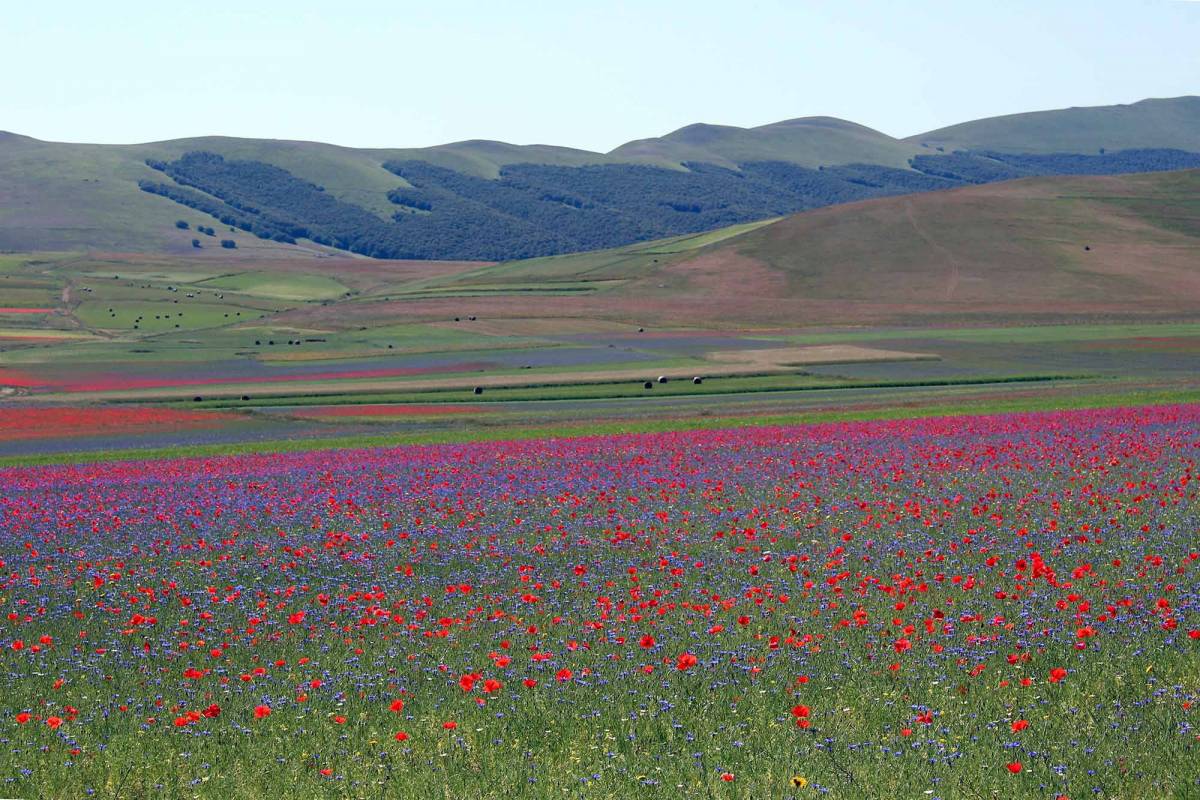 Frühling und Sommer blüht es in den Hochebenen um Castelluccio / Foto: pixabay / faustomanasse