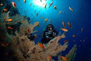 Ägypten: Soma Bay House Reef ausgezeichnet 22 Taucher am Riff