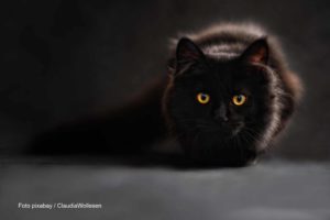 Entwarnung für Freitag, den 13. - der Tag ist nicht so schlimm 13 Keine Angst vor schwarzen Katzen und Freitag, den 13. / Foto pixabay / ClaudiaWollesen