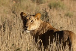 Safari-Saison in Südafrika: Die besten Zeiten für Tierbeobachtungen 24 Safari-Saison in Südafrika: Die besten Zeiten für Tierbeobachtungen
