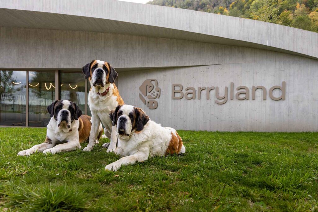 Drei Bernhardiner vor dem Barryland