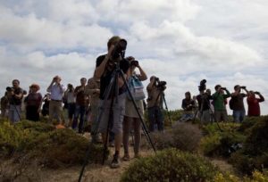Portugal: Bird Watching-Festival bei Sagres in der Algarve 5 Portugal: Bird Watching-Festival bei Sagres in der Algarve
