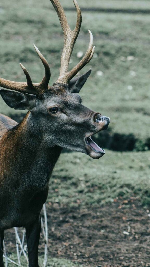 Huilo Huilo: Das magische Herz des chilenischen Regenwaldes 5 Eine Nahaufnahme des Kopfes und Halses eines männlichen Hirsches im Profil. Das Tier hat ein großes, verzweigtes Geweih und schaut nach rechts. Sein Maul ist weit geöffnet, als ob es röhrt oder schreit, wobei die Zähne und die Zunge sichtbar sind. Das Fell ist dunkelbraun. Der Hintergrund ist ein unscharfes, feuchtes Feld mit grünen und braunen Tönen und Resten eines Zauns im unteren Teil.
