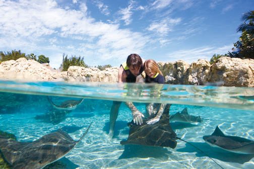 Foto: Discovery Cove / SeaWorld Parks & Entertainment