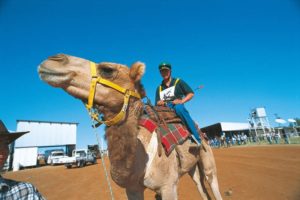 Den Anfang einer Reihe interressanter Outback-Veranstaltungen machen die „Boulia Camel Races“ vom 19. bis 21. Juli. Foto: Tourism Queensland