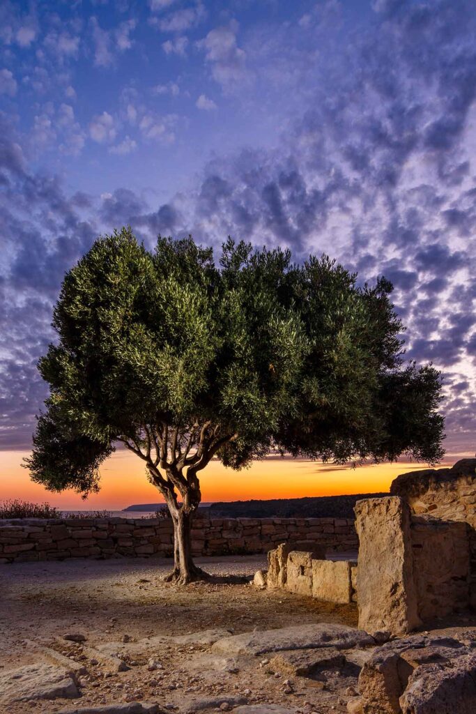Großer Baum zwischen antiken Steinmauern vor einem orangefarbenen Abendhimmel in Kourion.