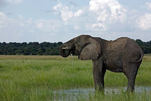 Mit einem kühlen Bad erfrischt sich ein Afrikanischer Elefant im Osten des Etosha National Park. Foto: Ingo Paszkowsky