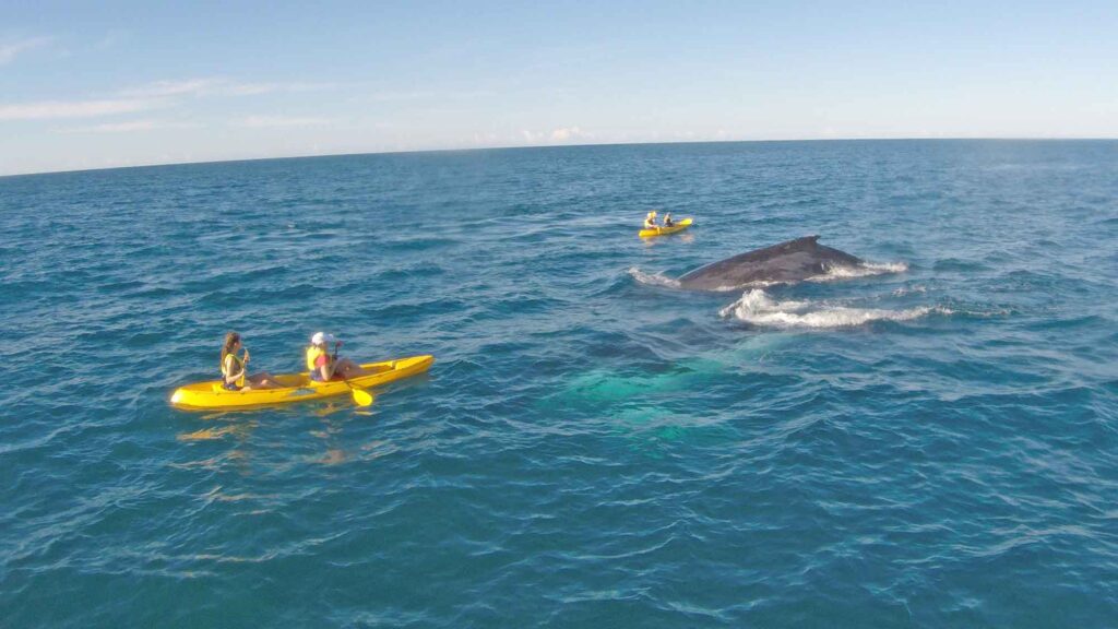 Schwimmen mit Walen in Queensland 4 weltreisendernet whales kayaks 250505