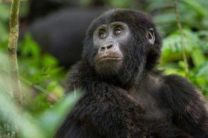 Uganda: Berggorillas und weitere Attraktionen 11 Uganda: Berggorillas und weitere Attraktionen