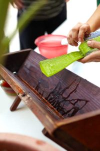 Die Aloe ist Arubas Exportschlager Nummer ein. Foto: Aruba Tourism Authority / Bettie Grace Miner