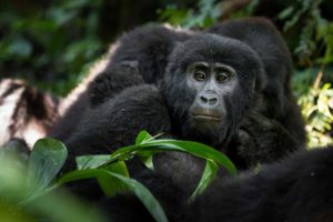Gorilla-Tracking: Preiserhöhungen in Ruanda - Uganda bleibt beim alten Preis 9 Gorilla-Tracking: Preiserhöhungen in Ruanda – Uganda bleibt beim alten Preis