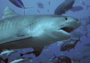 Haie: Vom Spitzenprädator zum Gejagten 4 Weiblicher Tigerhai, aufgenommen 2007 bei Shark Reef Marine Preserve, Beqa Lagoon, Fiji von Terry Goss / pterantula / CC 3.0 http://terrygoss.ifp3.com