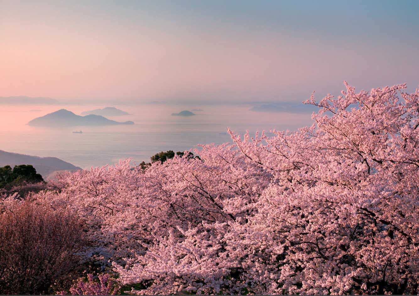 Im Frühling verströmen die Kirschblüten ihren betörenden Duft überall in der Region. Foto: Setouchi Tourism Authority