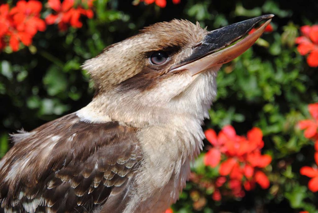 Lachender Hans im Vogelpark Walsrode. Foto: WVP