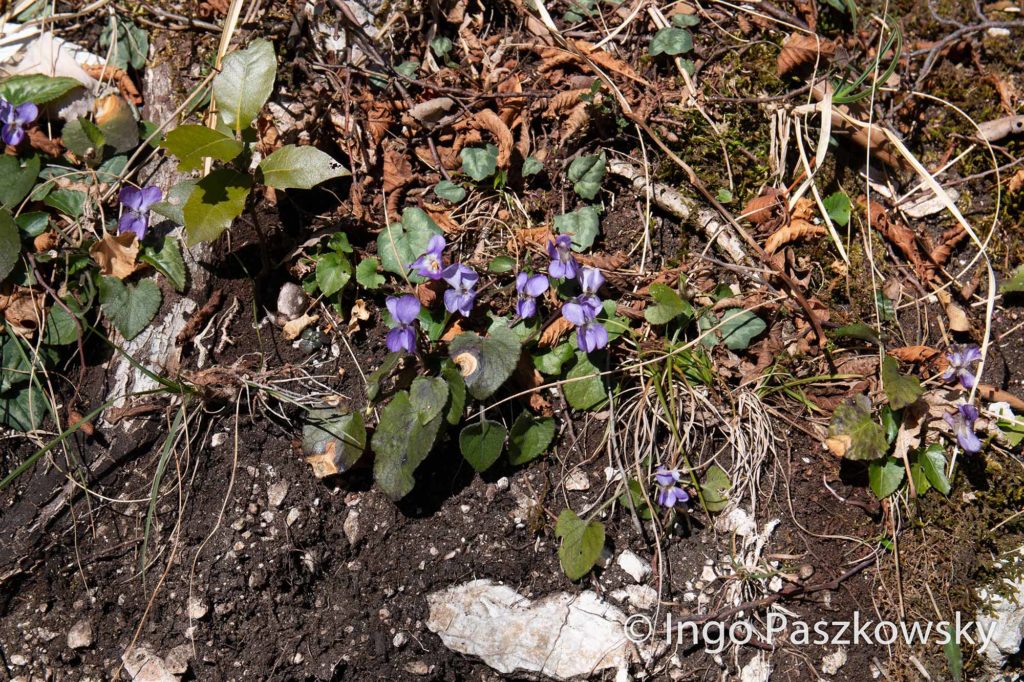 Blühen Mitte Februar, im Winter: Viola Eugenia am Berg Balzo Rosso / Foto: Ingo Paszkowsky