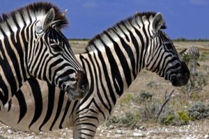 Im April verfügen die natürlichen Wasserlöcher im Etoscha-Nationalpark über genügend Wasser, so dass sogar größere Steppenzebra-Herden ihren Durst stillen können. Das Steppenzebra (Equus quagga) oder Pferdezebra ist ein Zebra aus der Familie der Pferde (Equidae) und gehört zur Ordnung der Unpaarhufer (Perissodactyla). / Foto: Ingo Paszkowsky