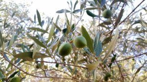 Wilde Olivenbäume (Olea europeae var. Sylvestris) sehen recht unscheinbar aus, bekommen aber auch kleine Früchte. / Foto: Christiane Jonas