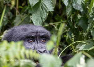 Uganda entdecken: Von der Savanne zur Hauptstadt 3 Uganda entdecken: Von der Savanne zur Hauptstadt