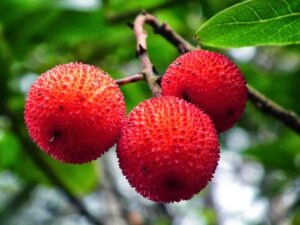 Drei stachlige, rote Früchte am Baum