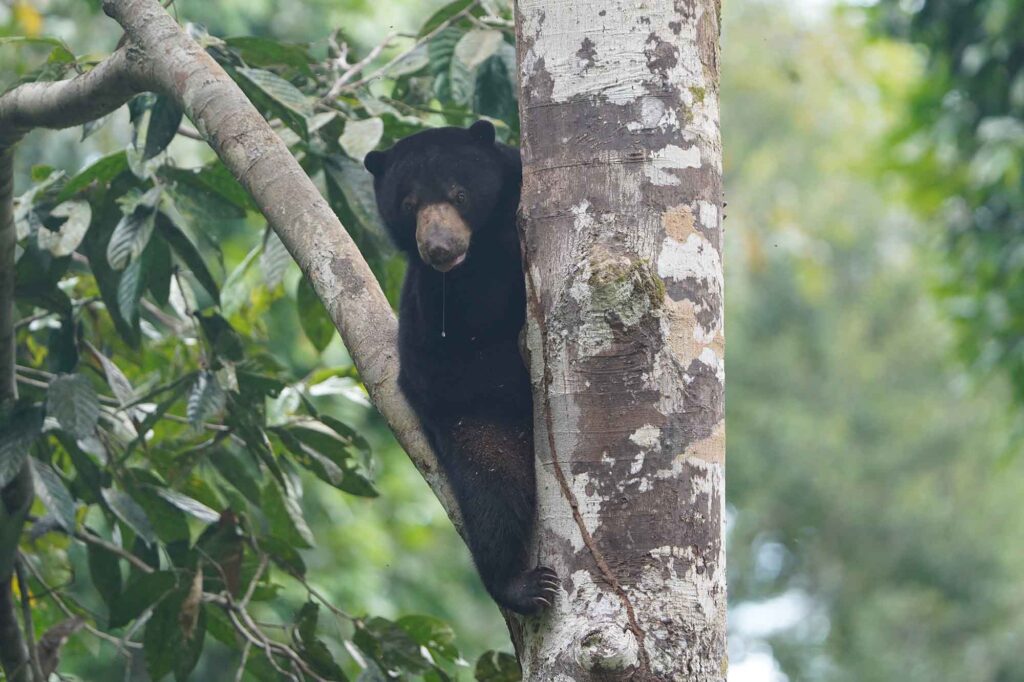 Kleiner Bär mit großer Message - Malaienbär als wichtiger Botschafter für Malaysias Natur 3 Malaienbär auf dem Bau