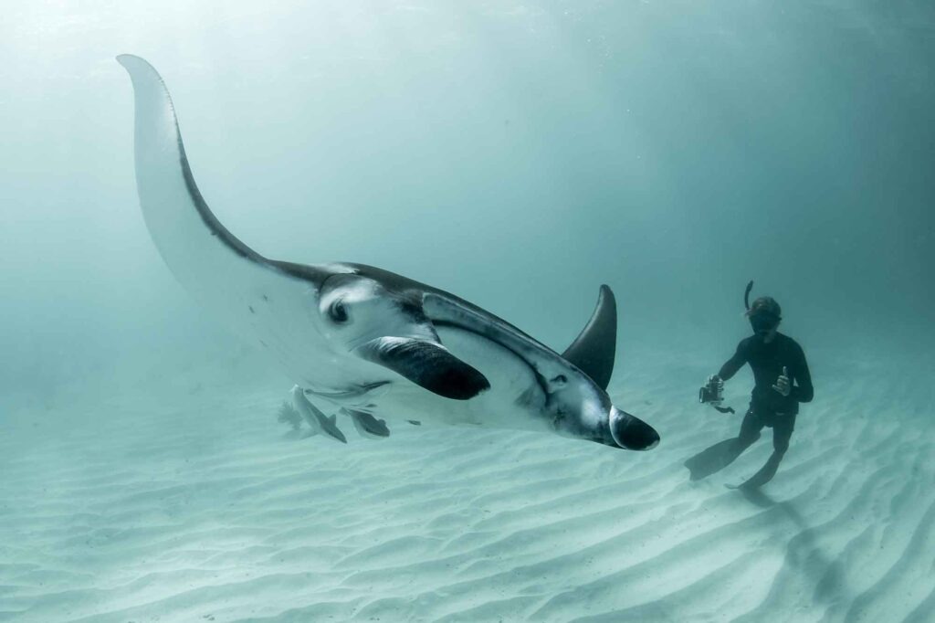 Mit den grandiosen Walhaien 2025 am Ningaloo Reef tauchen 3 Taucher fotografiert großen Mantarochen