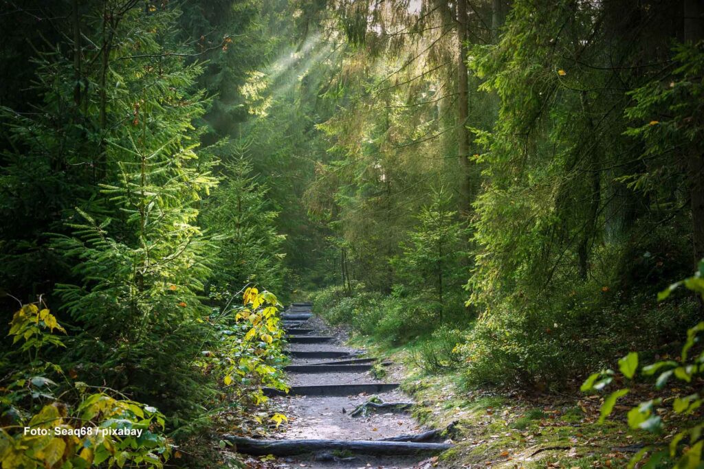 Weg durch einen Wald
