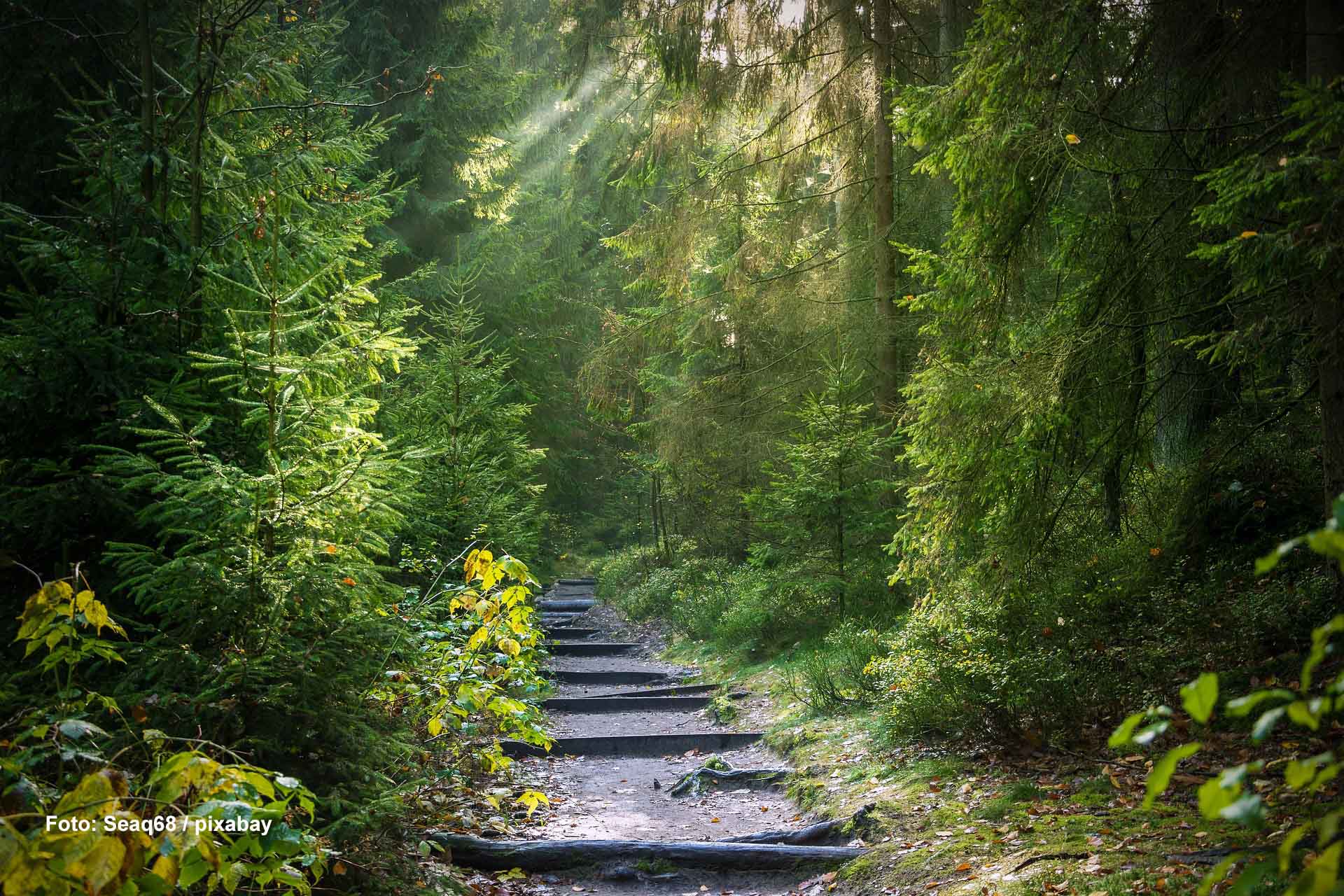 Weg durch einen Wald