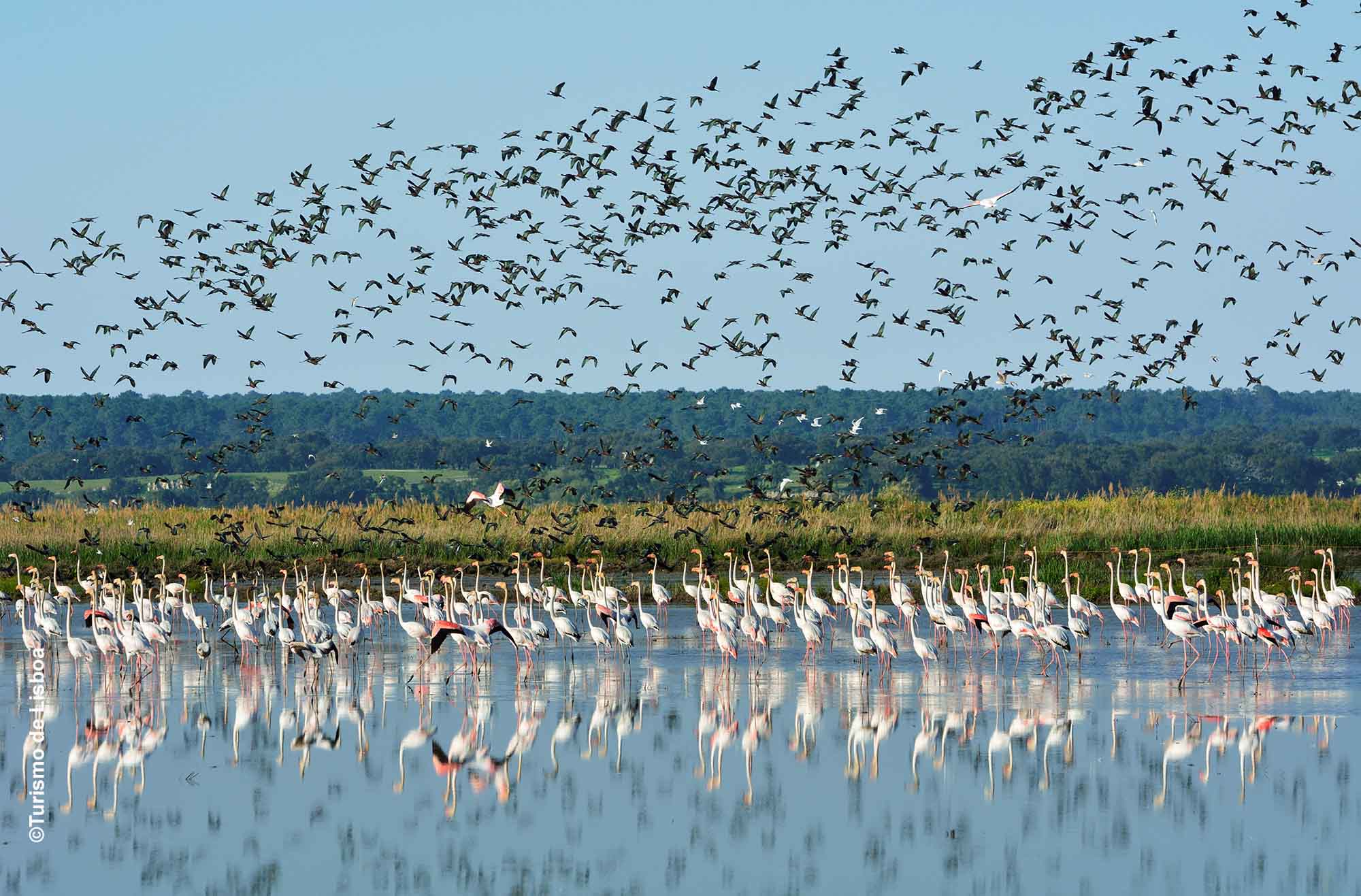 Flamingos stehen im Wasser der Tejo-Mündung, darüber fliegen hunderte Zugvögel vor blauem Himmel – herbstliches Naturerlebnis bei Lissabon.