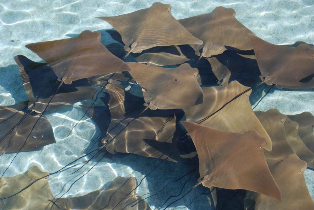 Ornate Eagle Ray – das Einhorn der Meere zeigt sich selten 5 Eine Gruppe kleiner Mantas im flachen Wasser