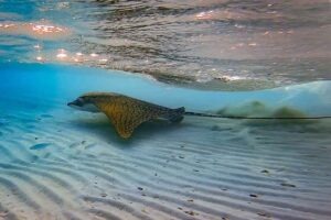 Ornate Eagle Ray – das Einhorn der Meere zeigt sich selten 9 Rochen im flachen Wasser
