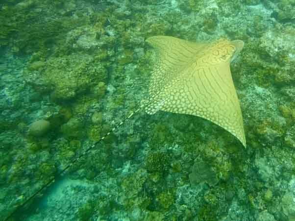 Ornate Eagle Ray – das Einhorn der Meere zeigt sich selten 6 Sicht auf eine Rochen von oben