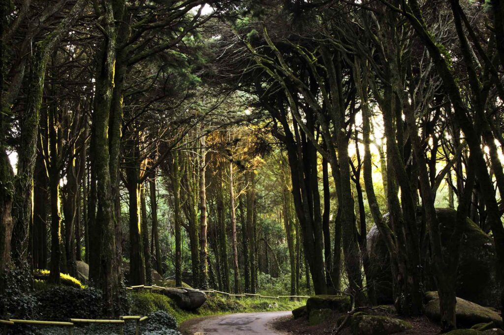 Herbst in Lissabon: Naturerlebnisse zwischen Atlantikküste, Wäldern und Vogelparadiesen 4 Moosbewachsener Waldweg im Naturpark Sintra-Cascais mit schräg einfallendem Sonnenlicht – herbstliche Naturidylle nahe Lissabon.