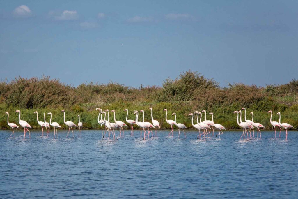 Herbst in Lissabon: Naturerlebnisse zwischen Atlantikküste, Wäldern und Vogelparadiesen 5 Gruppe von Flamingos watet durch das ruhige Wasser des Sado-Deltas bei Lissabon – Naturbeobachtung im Herbst.
