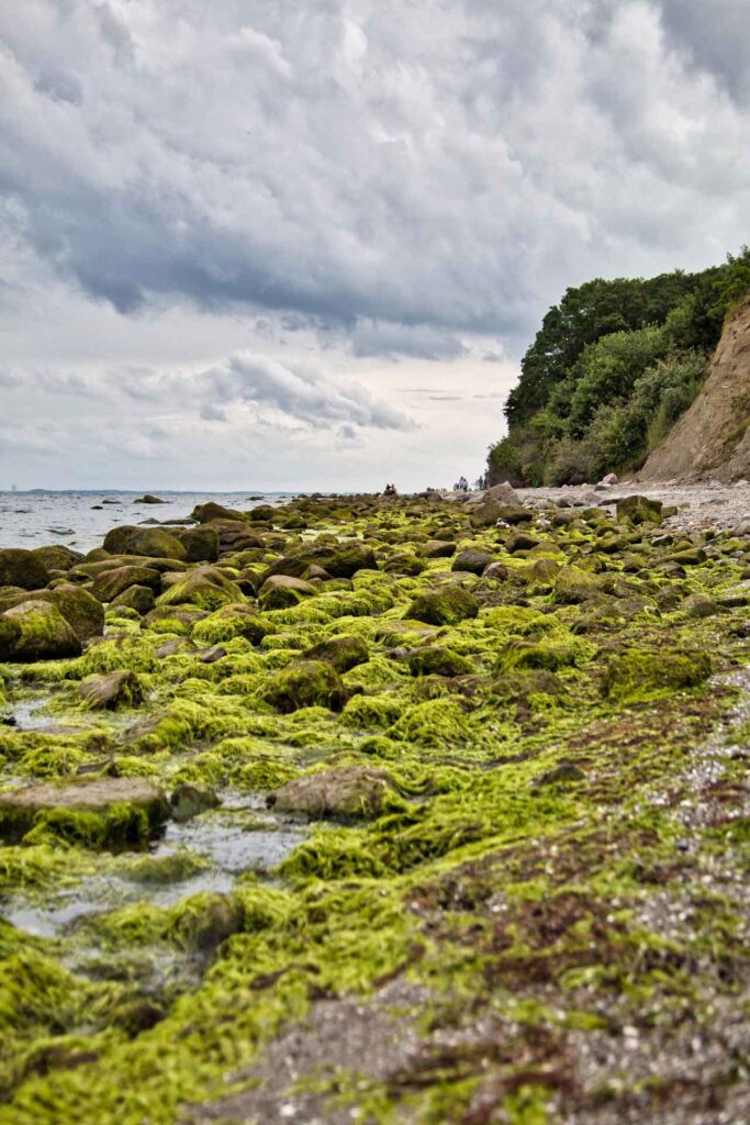 Grömitz – eine Perle an der Ostsee 4 Im Hintergrund Steilküste, vorn mit Moos bewachsene Steine