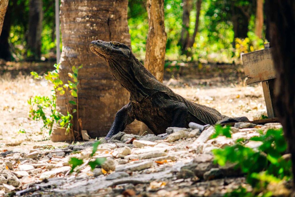 Die Schönheit Indonesiens entdecken: Ein Reiseleitfaden 4 Ein Waran am Baum