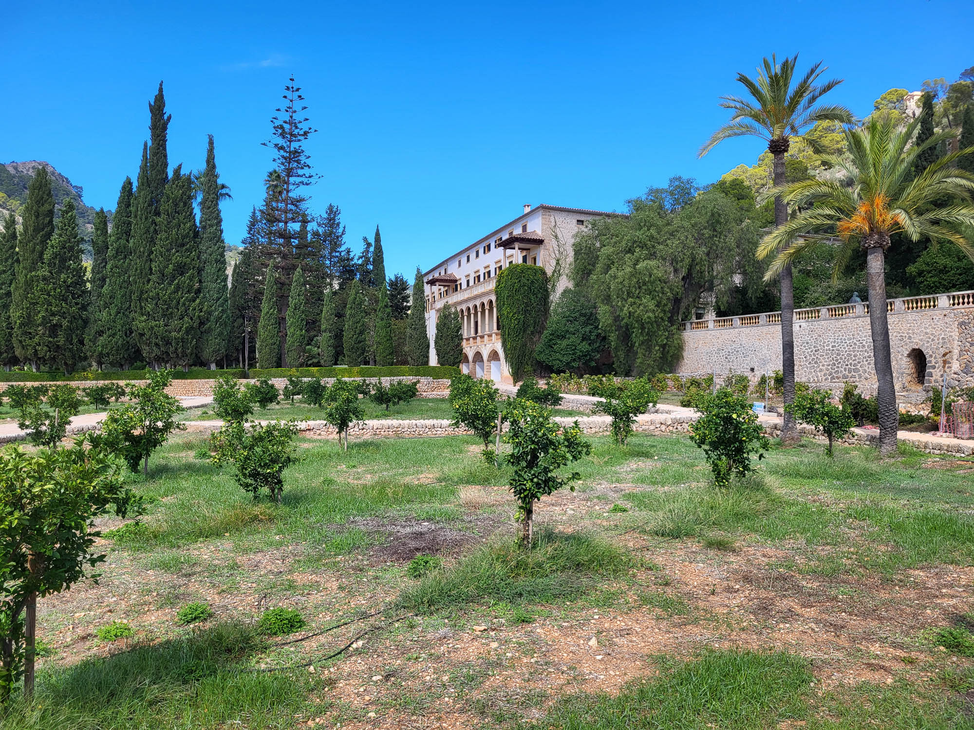 Historisches Anwesen mit Zitronenhain, Palmen und Zypressen in Sóller auf Mallorca vor blauem Himmel.