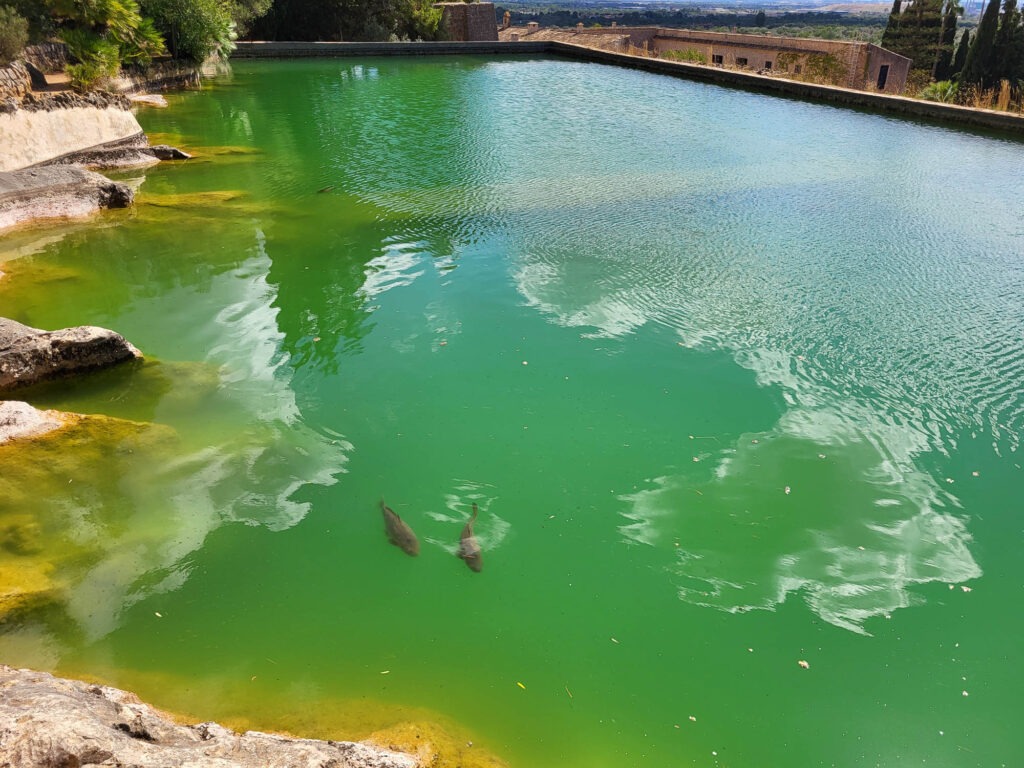 Historisches Wasserreservoir mit grünem Wasser im Landgut Raixa auf Mallorca, mit Fischen und Blick auf die umliegenden Gebäude.