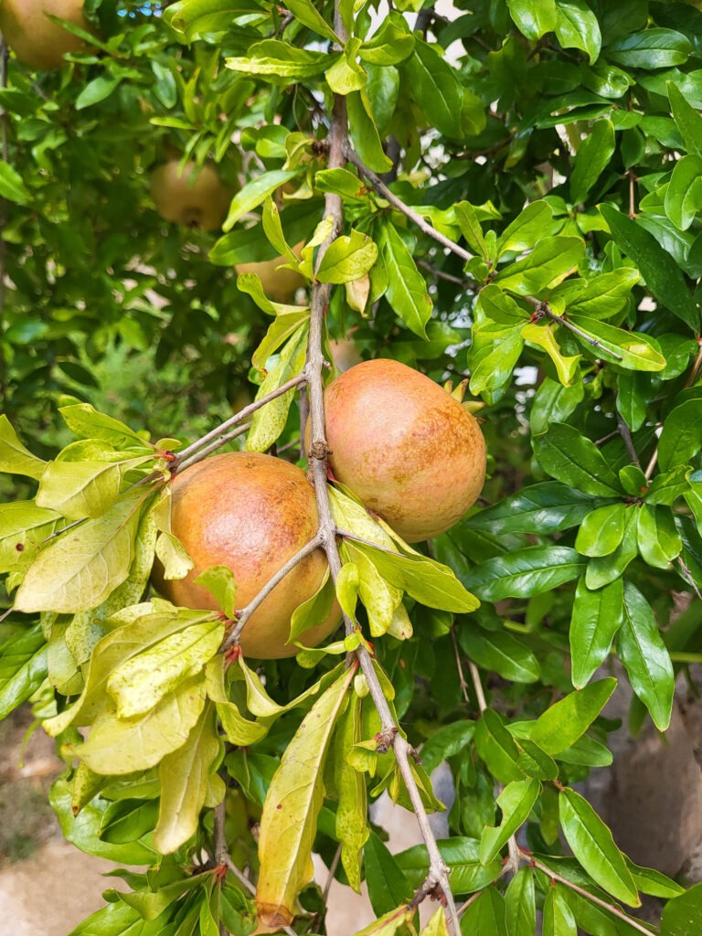 Zwei reifende Khaki-Früchte an einem Baum im historischen Landgut Raixa auf Mallorca.