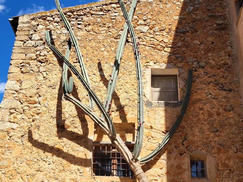 Hoher Kaktus wächst an einer Natursteinfassade im historischen Landgut Raixa auf Mallorca.