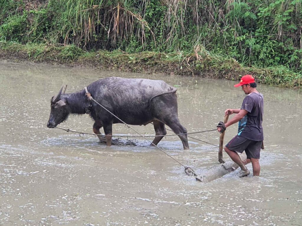 Bauer führt Wasserbüffel durch schlammiges Reisfeld beim Pflügen auf Bohol.