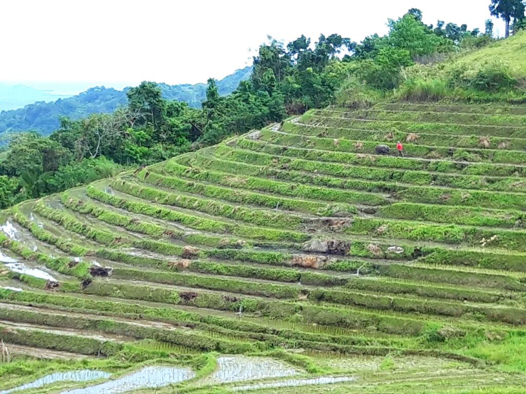 Terrassenförmig angelegte Reisfelder an einem Hang in tropischer Landschaft auf Bohol.