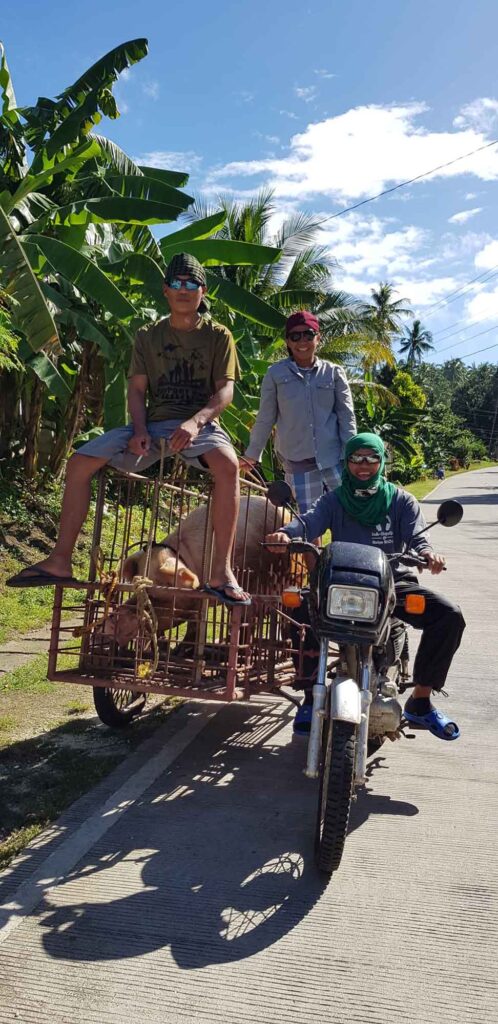 Motorrad mit Anhänger transportiert ein Schwein in einem Käfig auf einer Straße auf Bohol.