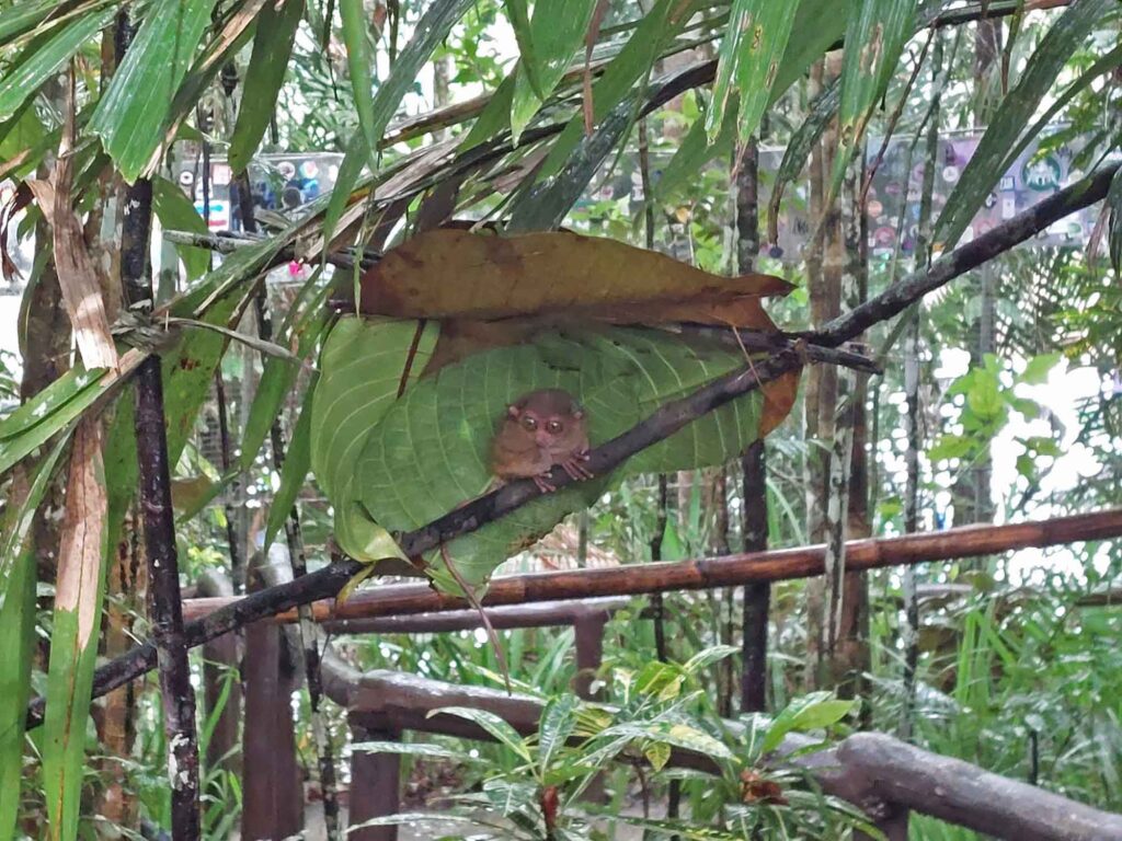 Koboldmaki mit großen Augen sitzt auf einem Ast unter Blättern im tropischen Wald von Bohol.