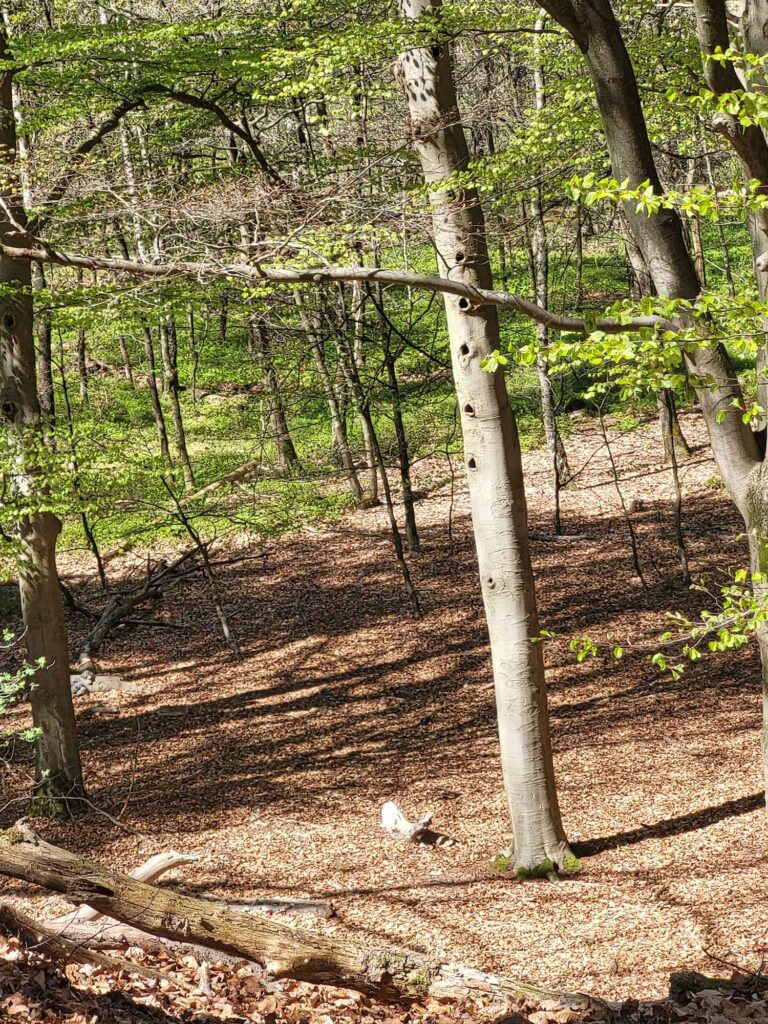 Lichtdurchfluteter Wald mit jungen Blättern und einem Waldboden aus Laub
