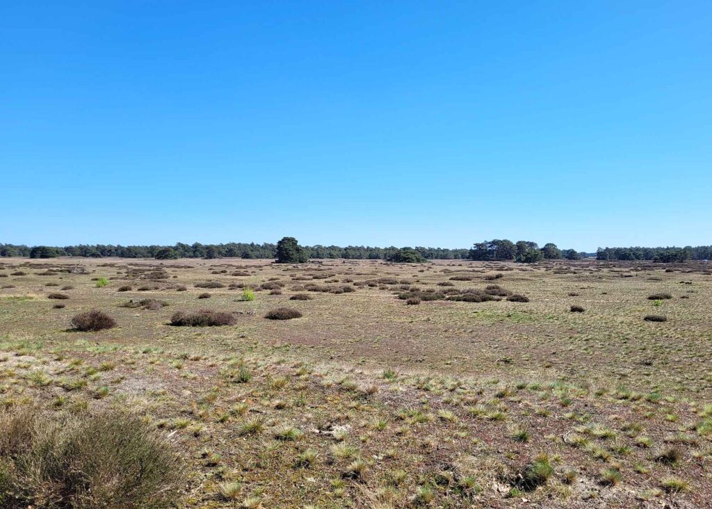 Weite offene Heidelandschaft mit niedrigen Sträuchern und blauem Himmel im Nationalpark De Hoge Veluwe