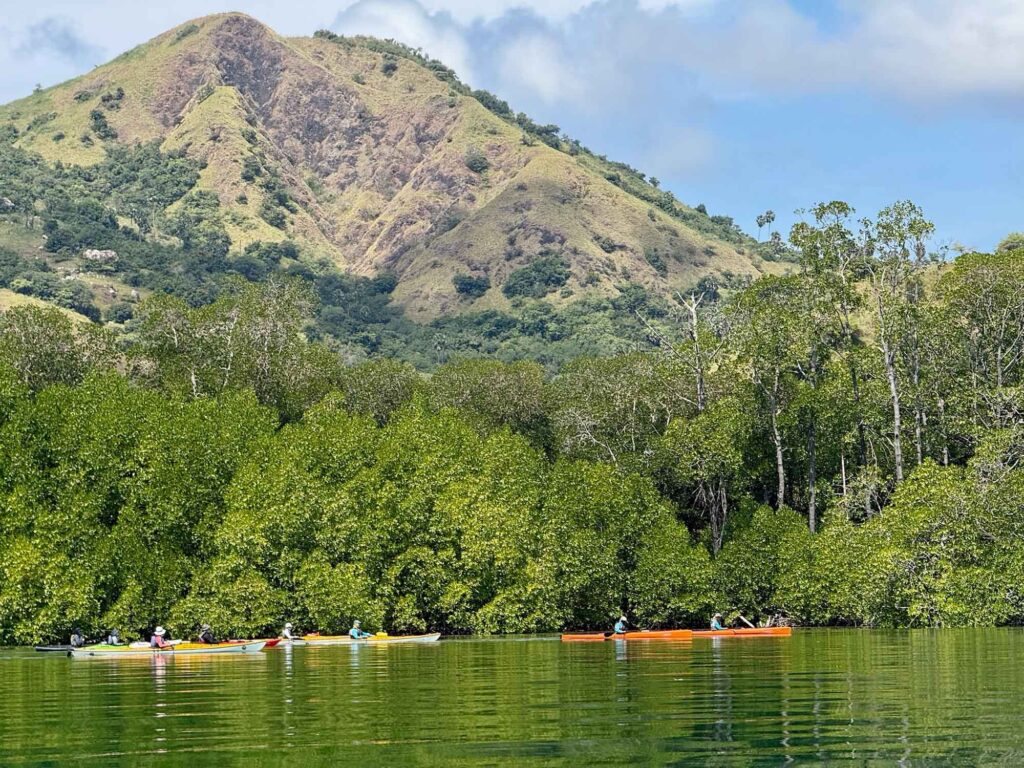 Indonesien: Und dann steht der Komodowaran vor mir 10 Mehrere Kajakfahrer auf ruhigem Wasser vor Mangrovenwald und einem steilen grünen Berghang