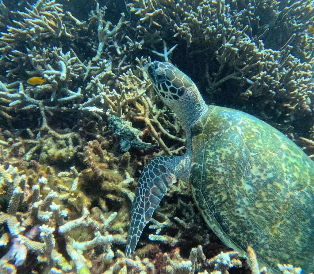 Indonesien: Und dann steht der Komodowaran vor mir 9 Meeresschildkröte schwimmt zwischen verzweigten Korallen in der Unterwasserwelt von Komodo
